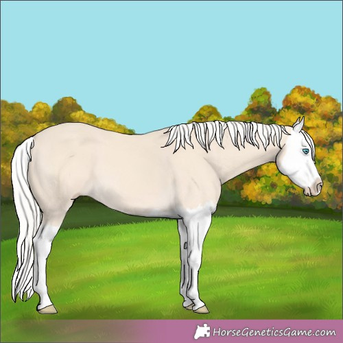 Horse Color:Cremello Splash 