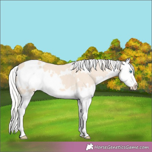 Horse Color:White Spotted Cremello Splash 
