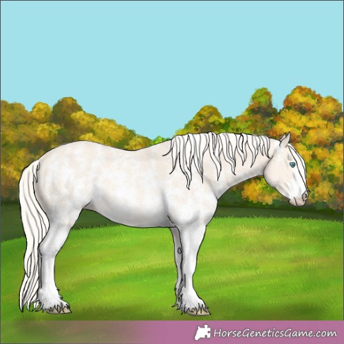 Horse Color:Cremello Sabino Rabicano 