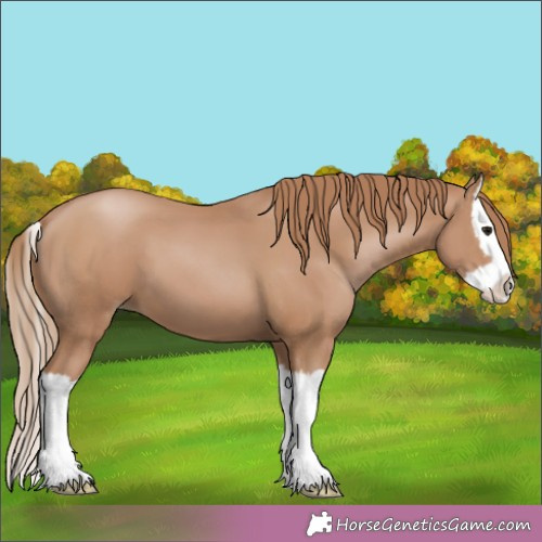 Horse Color: Black Pearl Splash 