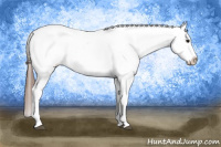 Horse Color:White Spotted Bay Appaloosa 