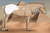 Horse Color:Chestnut Snowcap 