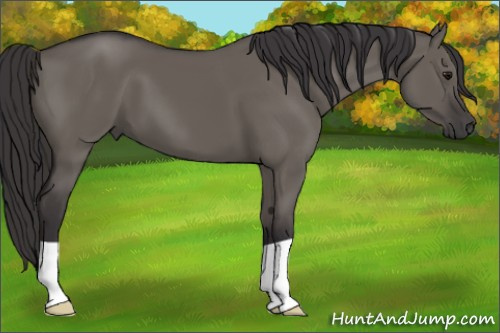 Horse Color:Smoky Grullo