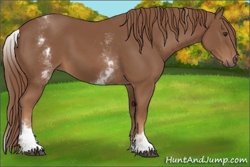 Horse Color:White Spotted Chestnut Sabino