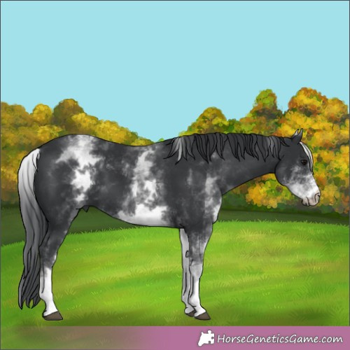 Horse Color:White Spotted Black