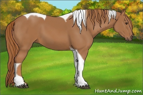 Horse Color:Unknown 