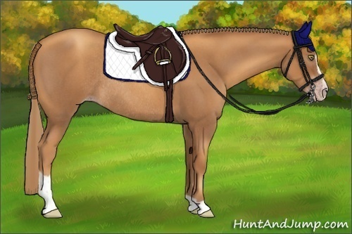 Horse Color:Gray Gold Champagne Roan Sabino Rabicano 