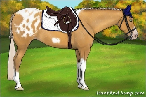Horse Color:Gray Silver Amber Cream Champagne Tobiano Frame Appaloosa Rabicano 