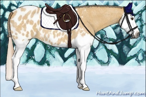 Horse Color:Gray Palomino Roan Dun Splash Appaloosa 