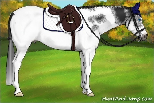 Horse Color:Gray White Spotted Black Splash Tobiano Frame Appaloosa Rabicano 