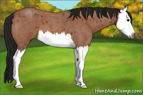 Horse Color:Unknown 