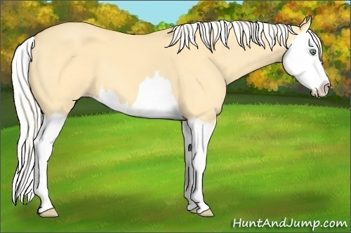 Horse Color:Silver Amber Cream Champagne Dun Splash 