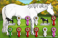 Horse Color:White Spotted Perlino Dun Appaloosa