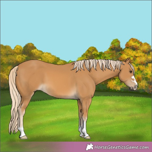 Horse Color:Palomino 
