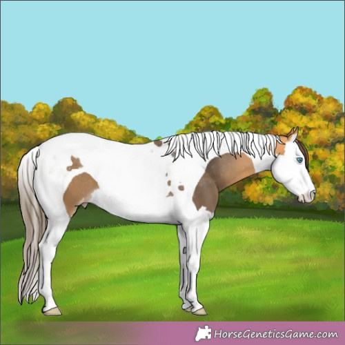 Horse Color:Buckskin Splash Tobiano Appaloosa 