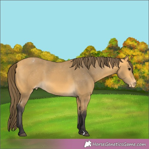Horse Color:Buckskin Appaloosa 