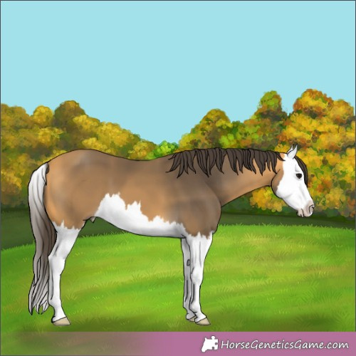 Horse Color:Buckskin Splash 