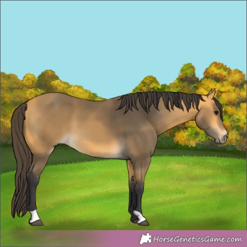 Horse Color:Buckskin 