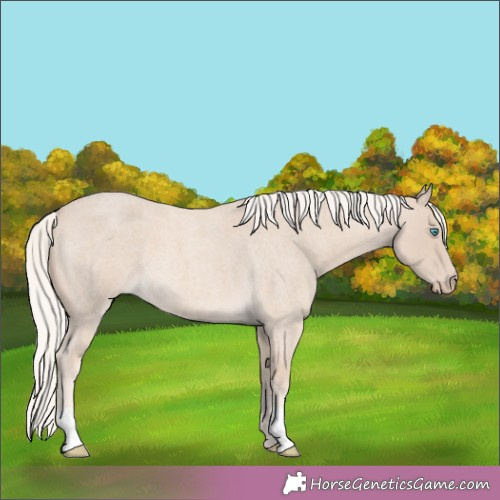 Horse Color:Cremello Roan 