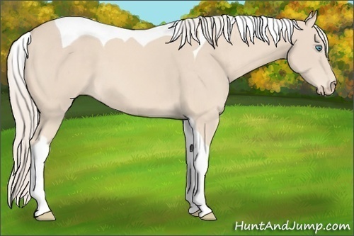 Horse Color:Cremello Tobiano 