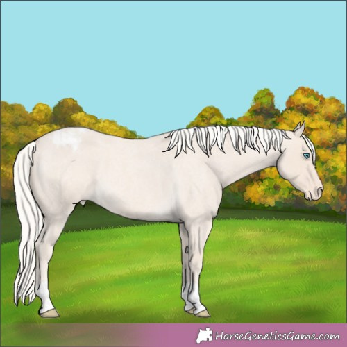 Horse Color:Cremello Roan Appaloosa 