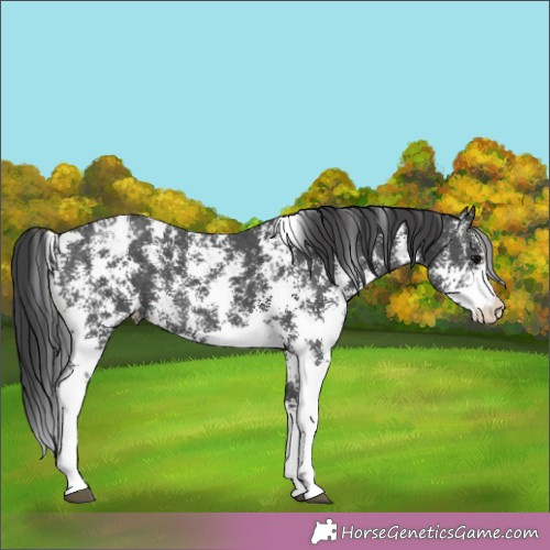 Horse Color:Black Sabino Appaloosa 