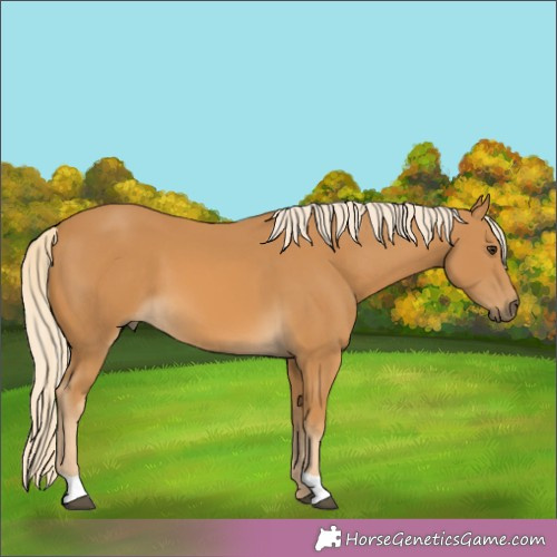 Horse Color:Palomino 