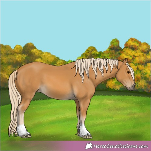 Horse Color:Palomino 