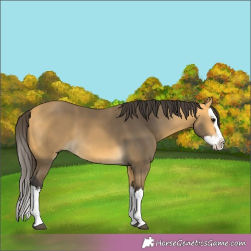 Horse Color:Buckskin Splash 