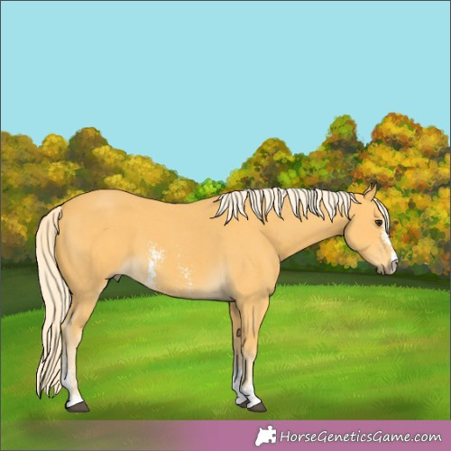 Horse Color:Palomino Sabino 