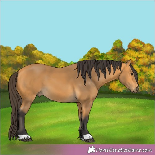 Horse Color:Buckskin 