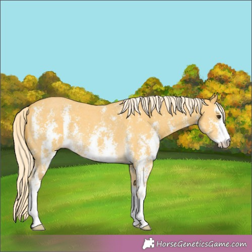 Horse Color:Palomino Sabino 