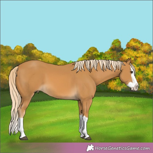Horse Color:Palomino Splash 