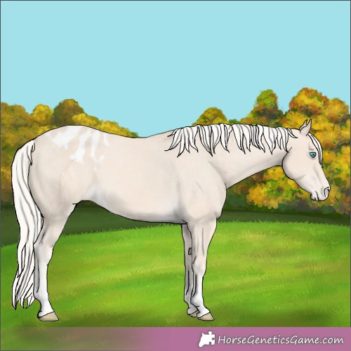 Horse Color:Cremello Appaloosa 