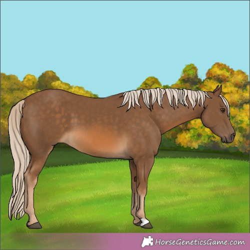 Horse Color:Chocolate Palomino 