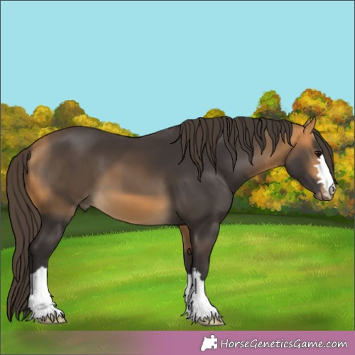 Horse Color:Buckskin 