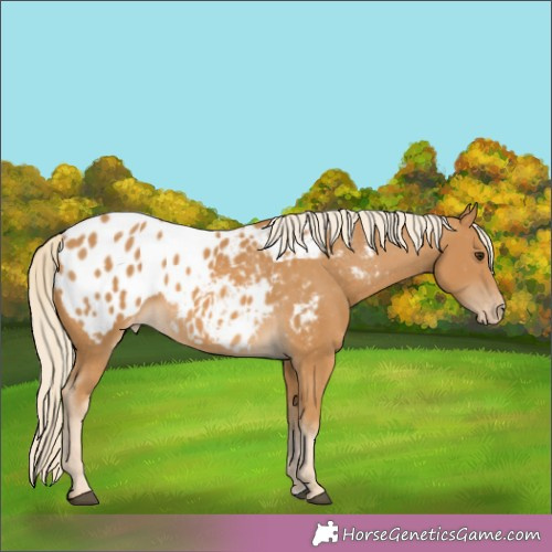 Horse Color:Palomino Appaloosa 