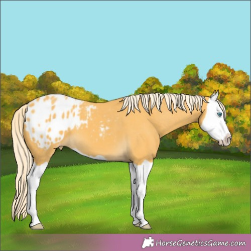 Horse Color:Palomino Splash Appaloosa 
