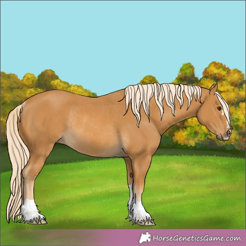Horse Color:Palomino Rabicano 