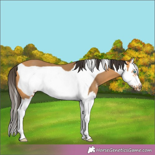 Horse Color:Buckskin Sabino Splash Frame 