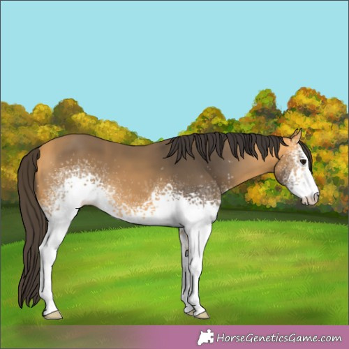 Horse Color:White Spotted Buckskin 