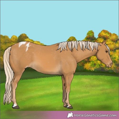 Horse Color:Palomino Appaloosa 