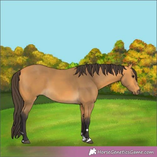 Horse Color:Buckskin 