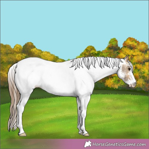 Horse Color:White Spotted Buckskin Dun Appaloosa Rabicano 
