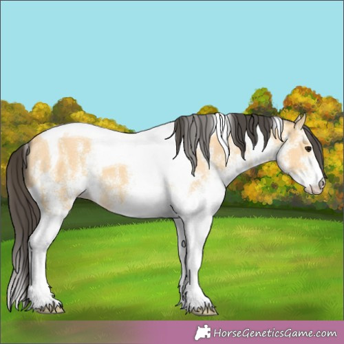 Horse Color:White Spotted Buckskin Tobiano 