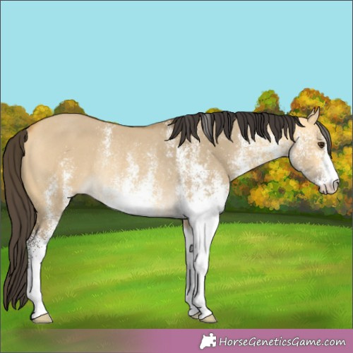 Horse Color:White Spotted Buckskin Dun Rabicano 