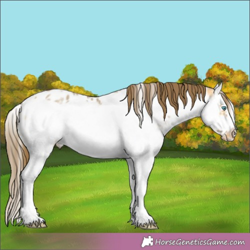 Horse Color:White Spotted Buckskin Dun Splash Frame Appaloosa 