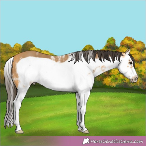 Horse Color:White Spotted Buckskin Splash Frame 