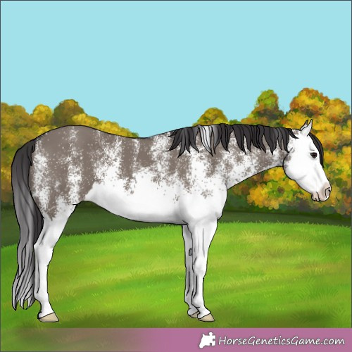 Horse Color:White Spotted Smoky Grullo Splash 