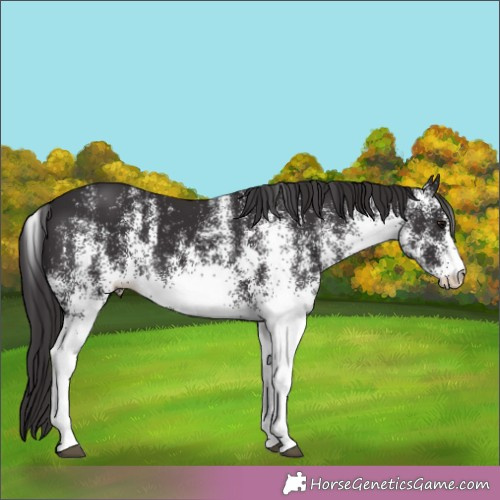 Horse Color:White Spotted Smoky Black 